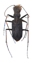 Pentacomia