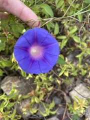 Ipomoea hederacea