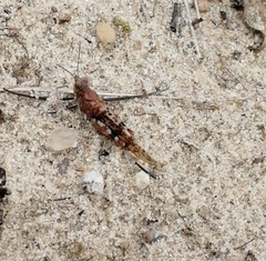 Sphingonotus caerulans
