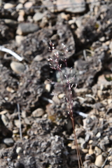 Deschampsia cespitosa glauca