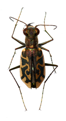 Cylindera suturalis