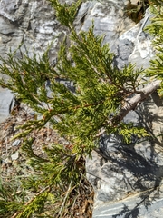 Juniperus sabina