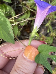 Ipomoea hederacea