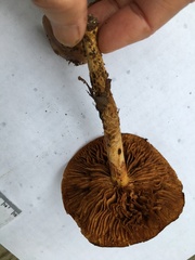 Cortinarius trivialis