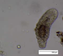 Macrostomum