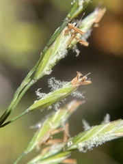 Festuca rubra