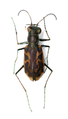 Cylindera suturalis