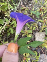 Ipomoea hederacea