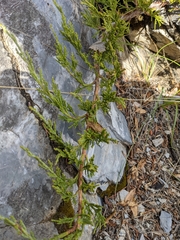 Juniperus sabina