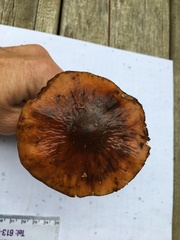 Cortinarius trivialis