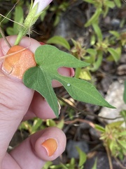 Ipomoea hederacea