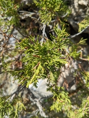 Juniperus sabina