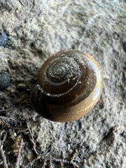 Oxychilus draparnaudi