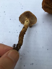 Cortinarius trivialis