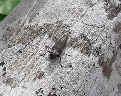 Actenodes chalybaeitarsis