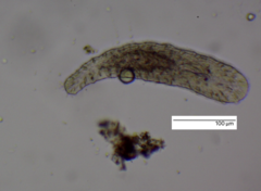 Macrostomum