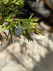 Juniperus sabina