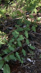 Symphoricarpos mollis