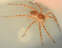 Pardosa mercurialis