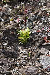Tofieldia coccinea