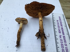 Cortinarius trivialis