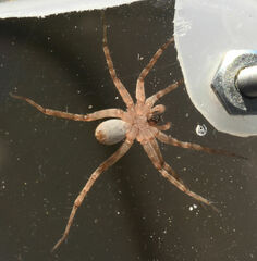 Pardosa mercurialis