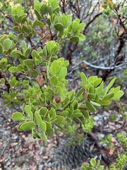Arctostaphylos × benitoensis