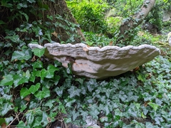 Ganoderma australe