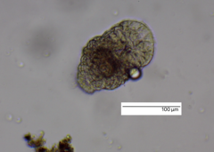 Macrostomum