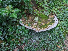 Ganoderma australe
