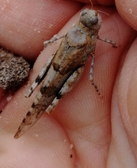 Sphingonotus caerulans