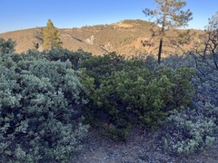 Arctostaphylos × benitoensis