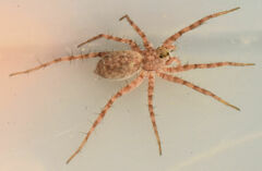 Pardosa mercurialis