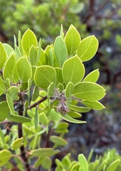 Arctostaphylos × benitoensis