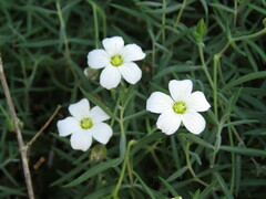 Arenaria montana