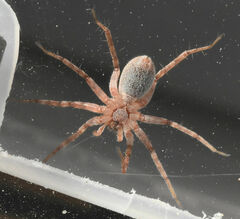 Pardosa mercurialis
