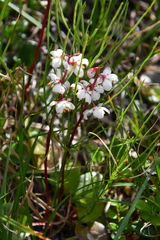 Pyrola grandiflora