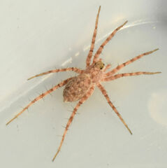 Pardosa mercurialis