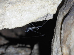 Amblypygi