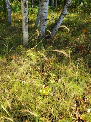 Echinochloa crus-galli