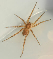 Pardosa mercurialis