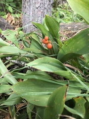 Convallaria majalis