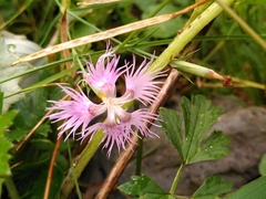 Dianthus hyssopifolius