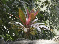 Cordyline fruticosa