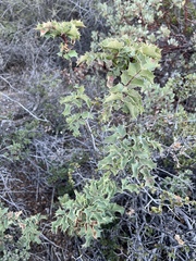 Berberis dictyota