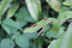 Bothrogonia indistincta