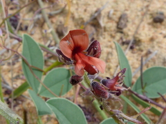 Indigofera discolor