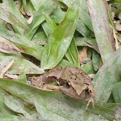 Physalaemus cuvieri