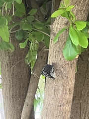 Hamadryas feronia