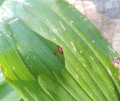 Phyllosticta convallariae